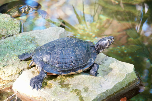 Pond Slider