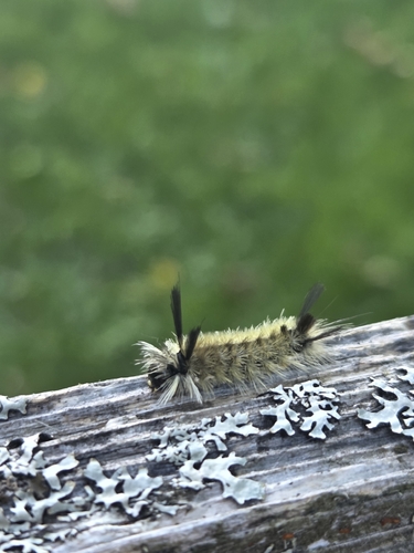Banded Tussock Moth