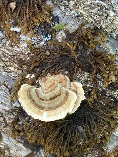 turkey-tail
