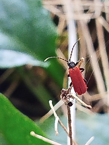 Platycis minutus