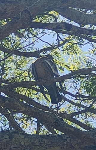 Picazuro Pigeon