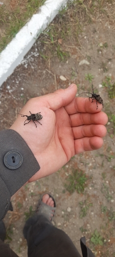 Oak Longicorn Beetle