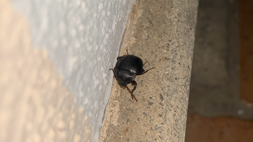 Accanthopus velikensis