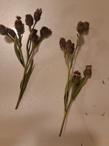 Arkansas Ironweed