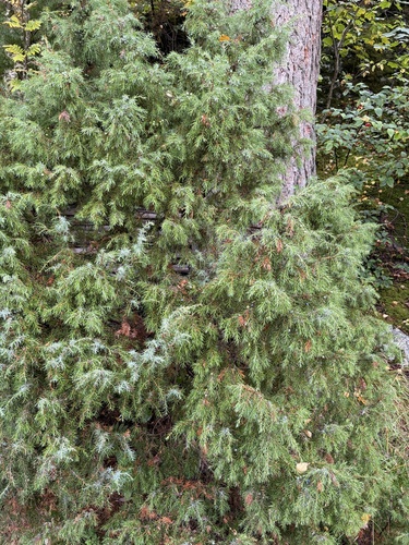 common juniper