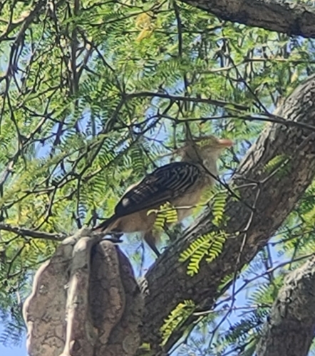 Guira Cuckoo