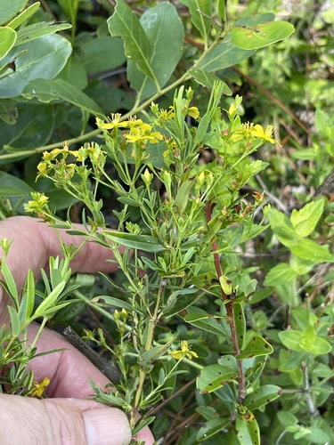 Hypericum cistifolium