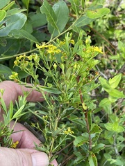 Hypericum cistifolium