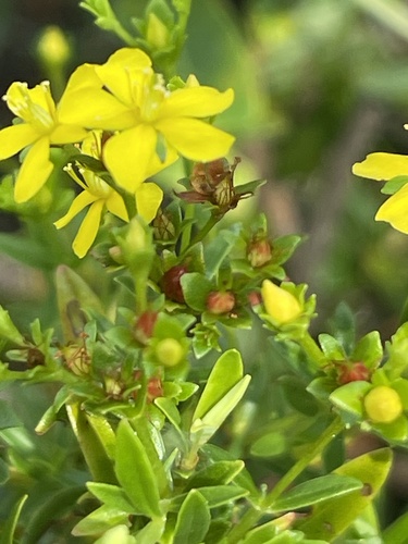 Hypericum cistifolium, photograph 2