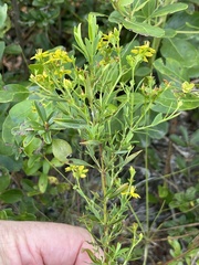 Hypericum cistifolium, photograph author not stated, no rights reserved