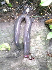 Gymnophiona