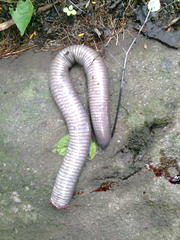 Gymnophiona