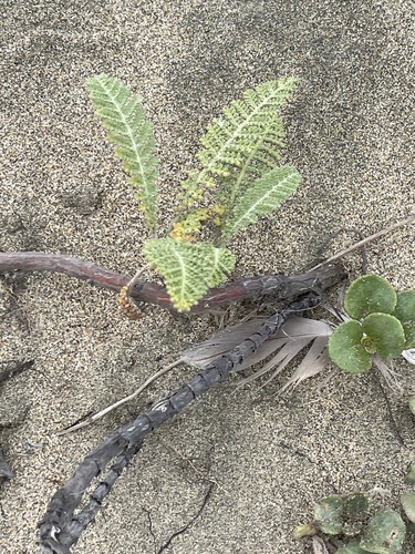 Tanacetum bipinnatum