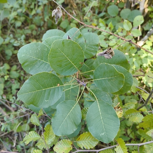 Smokebush