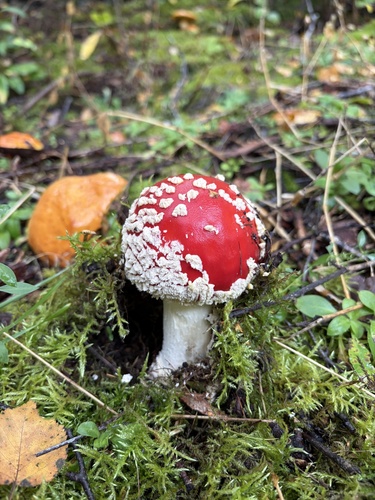 Fly Agaric