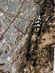 Anoplophora horsfieldii