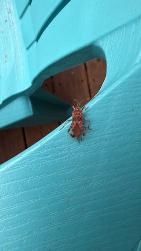 Western Conifer Seed Bug