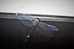 Micrathyria aequalis