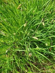 Carex macrochaeta