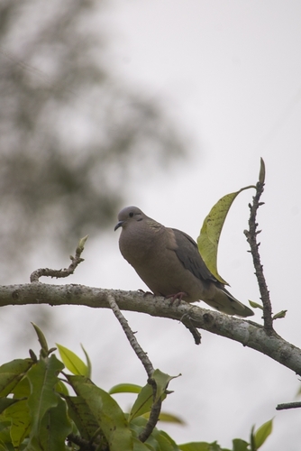 Eared Dove