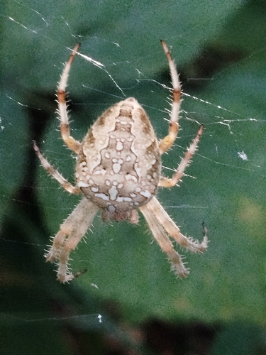 Cross Orbweaver