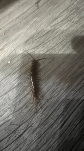 Brown Centipede