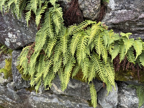 common polypody