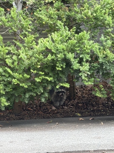Common Raccoon observed by vyl3