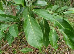 Endiandra globosa