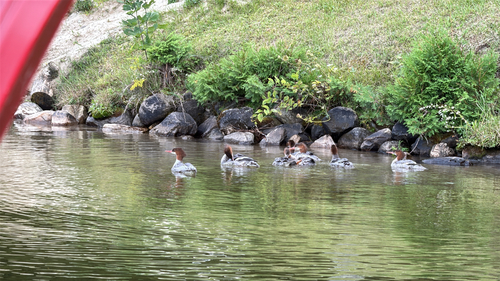 Common Merganser observed by jonathonkirk