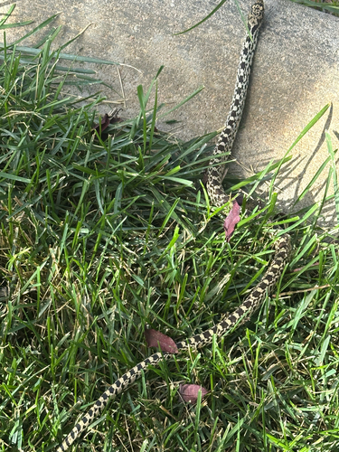 Gopher Snake observed by clauderdale