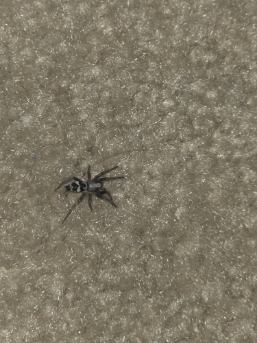Sergiolus montanus