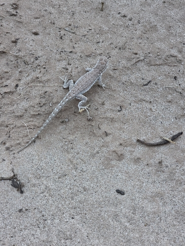 Common Side-blotched Lizard