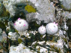 Mammillaria haageana haageana