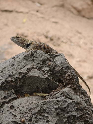 Desert Spiny Lizard