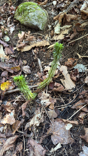 shining firmoss