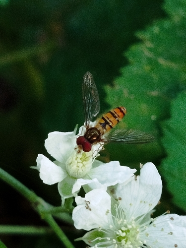Marmalade Hover Fly