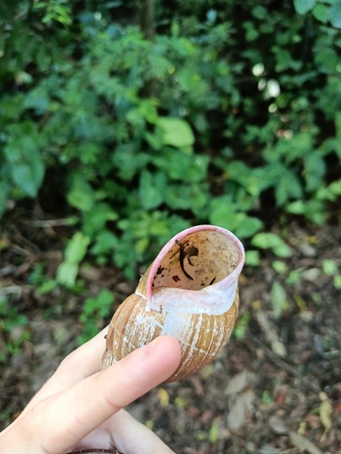 Giant South American Snail