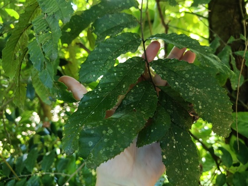 Cupania vernalis