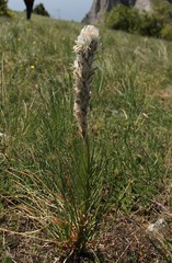 Asphodeline taurica