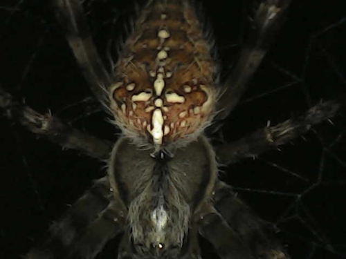 Cross Orbweaver