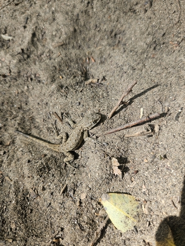 Western Fence Lizard observed by tobbinkus