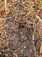 Odocoileus hemionus sitkensis