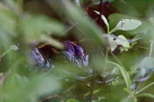 American Alligator observed by dyszel