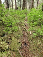 Odocoileus hemionus sitkensis