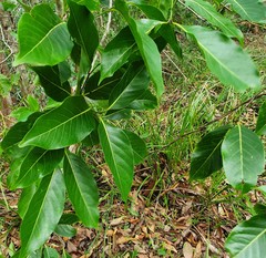 Endiandra globosa