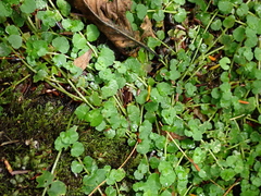 Chrysosplenium americanum