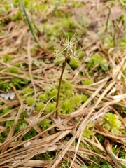 Coptis aspleniifolia
