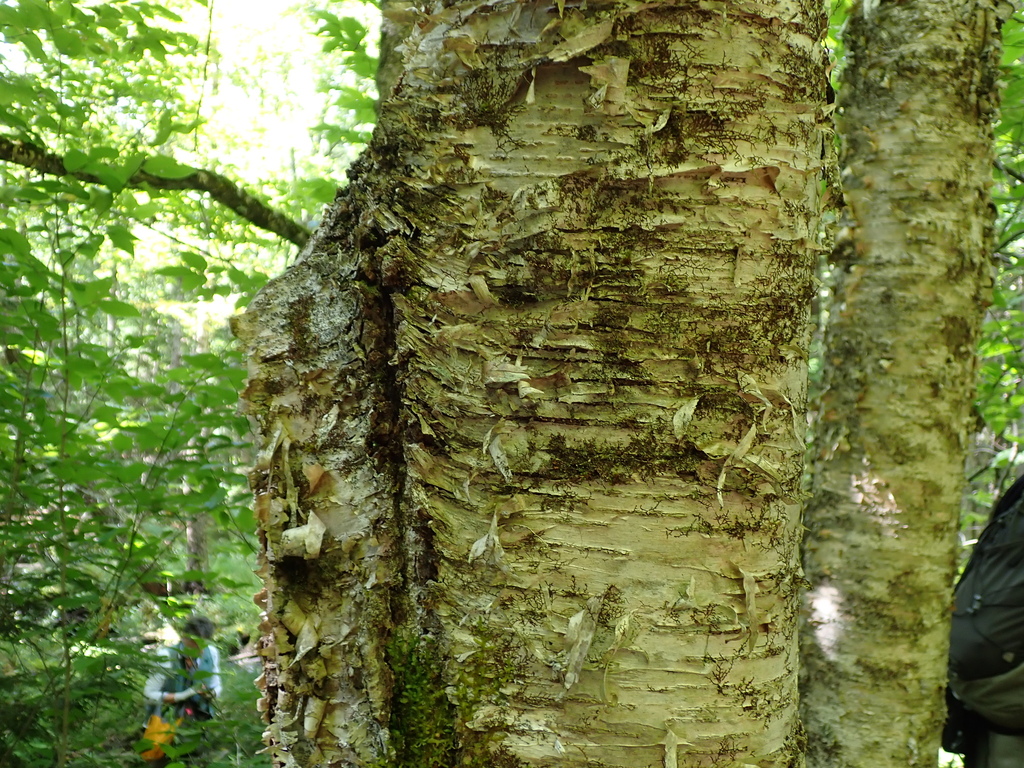 Betula alleghaniensis; photograph author not stated, no rights reserved