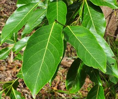 Endiandra globosa
